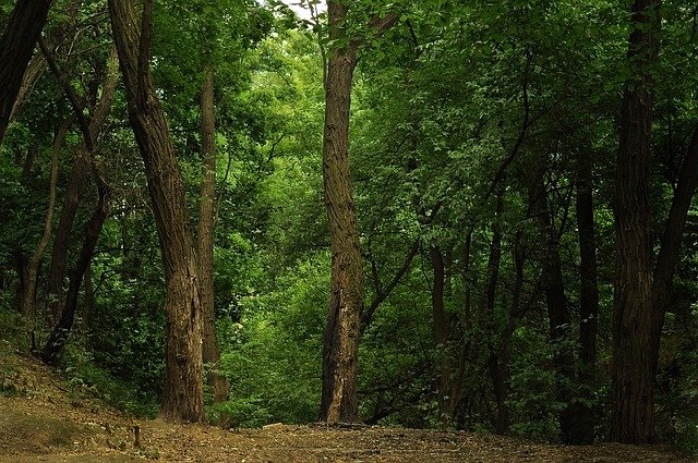 Descărcare gratuită Forest Trees Thicket - fotografie sau imagini gratuite pentru a fi editate cu editorul de imagini online GIMP