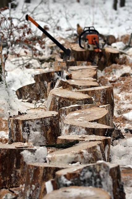 Free download forest tree stumps deforestation free picture to be edited with GIMP free online image editor