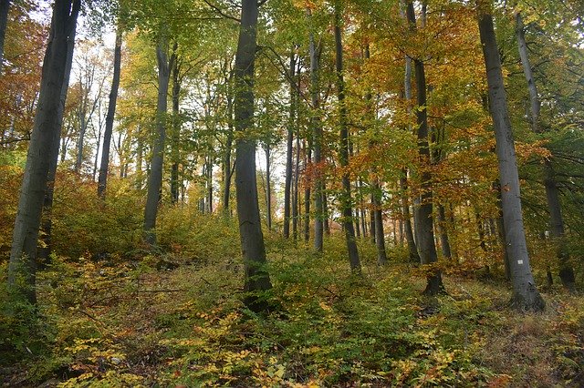 Download gratuito Forest Trees Undergrowth: foto o immagine gratuita da modificare con l'editor di immagini online GIMP