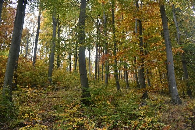 הורדה חינם של Forest Trees Undergrowth - תמונה או תמונה בחינם לעריכה עם עורך התמונות המקוון GIMP