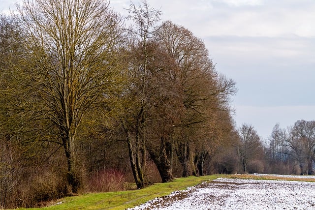 Free download forest trees winter nature free picture to be edited with GIMP free online image editor