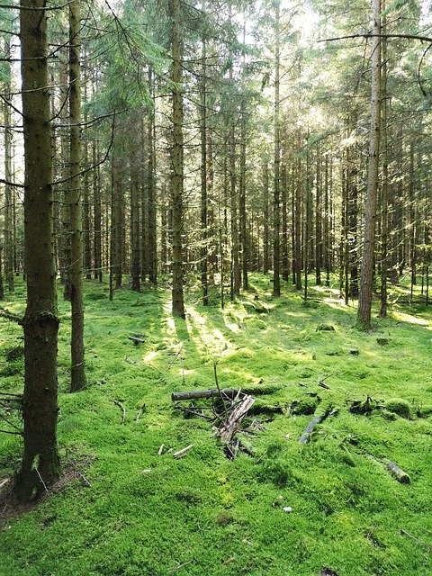 Free download Forest Trees Wood -  free photo or picture to be edited with GIMP online image editor