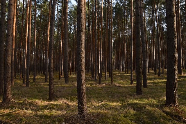 Free download forest trees woods nature free picture to be edited with GIMP free online image editor