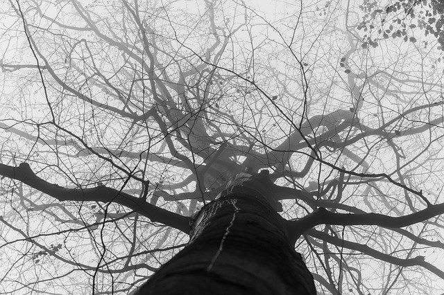 무료 다운로드 Forest Tree The Fog - 무료 사진 또는 GIMP 온라인 이미지 편집기로 편집할 사진