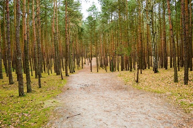 Descarga gratuita Forest Tree The Path: foto o imagen gratuita para editar con el editor de imágenes en línea GIMP