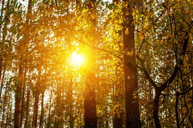 Bezpłatne pobieranie Forest Tree The Sun - bezpłatne zdjęcie lub obraz do edycji za pomocą internetowego edytora obrazów GIMP