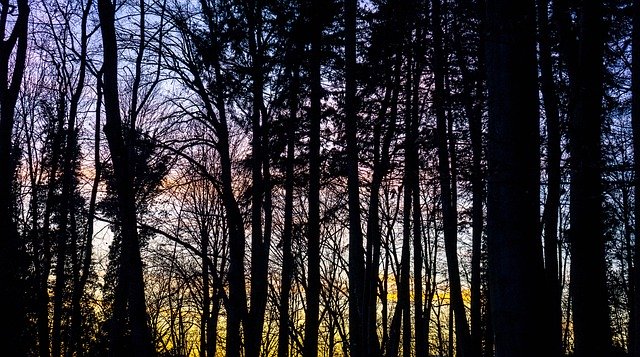 Template Photo Forest Twilight Tree -  for OffiDocs