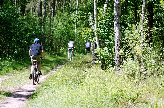 Muat turun percuma Forest Vegetation Green - foto atau gambar percuma untuk diedit dengan editor imej dalam talian GIMP