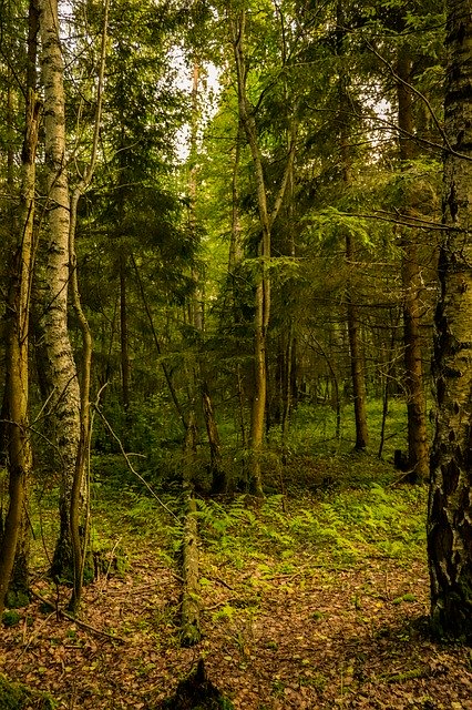 Free download Forest Village Dacha -  free photo or picture to be edited with GIMP online image editor