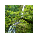 Forest waterfall  screen for extension Chrome web store in OffiDocs Chromium