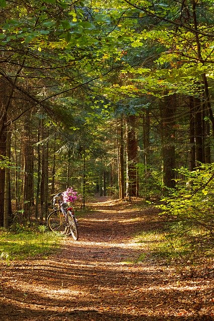 Unduh gratis Forest Way The Path - foto atau gambar gratis untuk diedit dengan editor gambar online GIMP