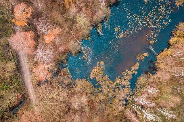 Téléchargement gratuit de Forest Way Tree - photo ou image gratuite à éditer avec l'éditeur d'images en ligne GIMP