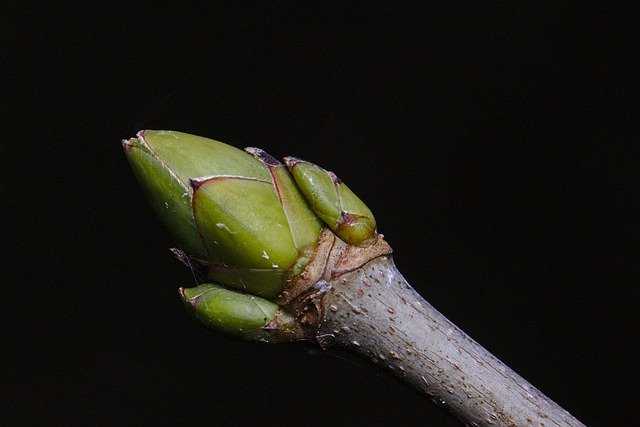 Free download Forest Winter Bud -  free photo or picture to be edited with GIMP online image editor
