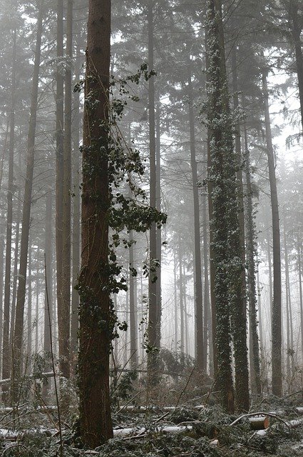 Free download Forest Winter Fog -  free photo or picture to be edited with GIMP online image editor