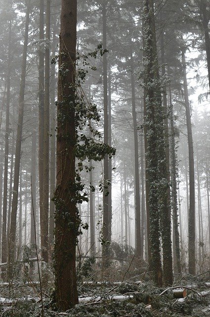 Muat turun percuma Forest Winter Fog - foto atau gambar percuma untuk diedit dengan editor imej dalam talian GIMP