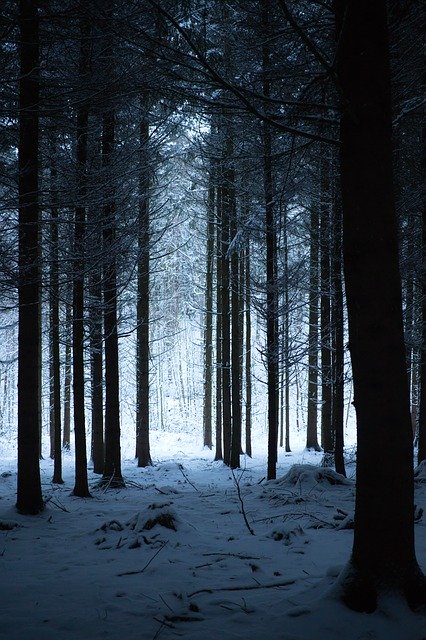免费下载森林冬季自然 - 使用 GIMP 在线图像编辑器编辑的免费照片或图片
