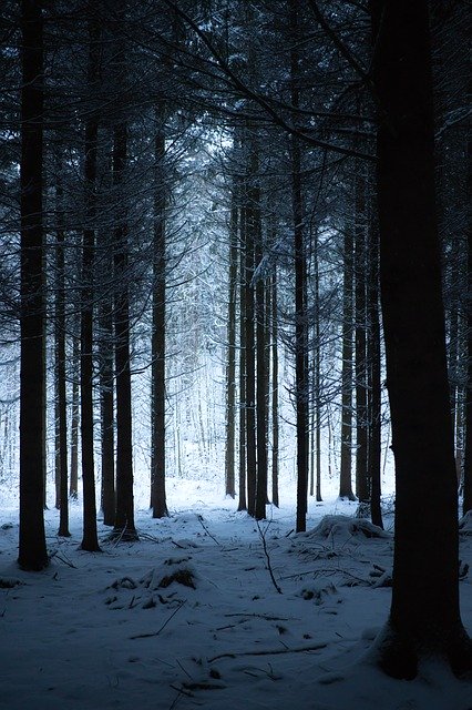 Téléchargement gratuit de Forêt Hiver Nature - photo ou image gratuite à modifier avec l'éditeur d'images en ligne GIMP