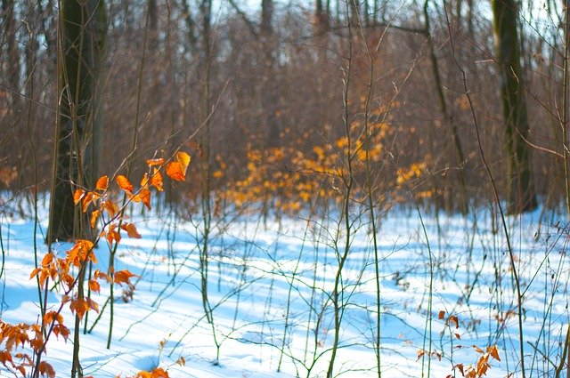 Безкоштовно завантажити Лісовий зимовий сніг - безкоштовне фото або зображення для редагування в онлайн-редакторі зображень GIMP