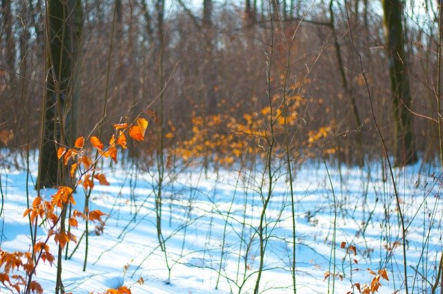 Muat turun percuma Forest Winter Snow - foto atau gambar percuma percuma untuk diedit dengan editor imej dalam talian GIMP