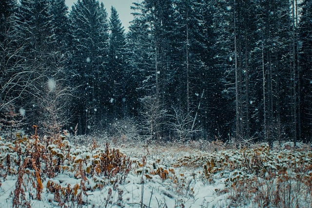 Free download forest winter snowfall snow free picture to be edited with GIMP free online image editor
