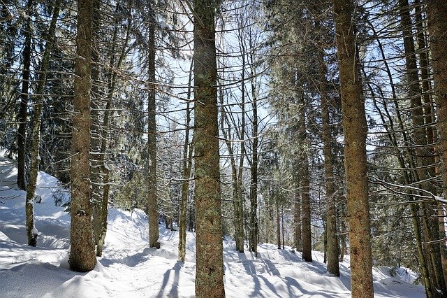 تحميل مجاني Forest Winter Tree - صورة مجانية أو صورة ليتم تحريرها باستخدام محرر الصور عبر الإنترنت GIMP