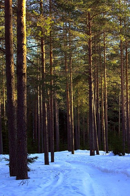 Free download forest winter trees woods nature free picture to be edited with GIMP free online image editor