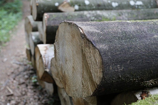Gratis download Forest Wood Forestry - gratis foto of afbeelding om te bewerken met GIMP online afbeeldingseditor