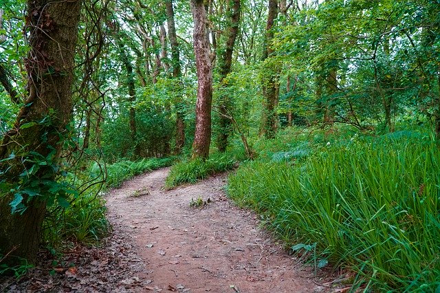 Безкоштовно завантажте Forest Woodland Path – безкоштовну фотографію чи зображення для редагування за допомогою онлайн-редактора зображень GIMP