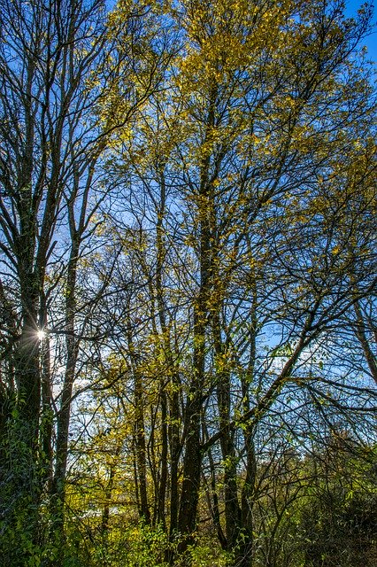 Muat turun percuma Forest Wood Nature - foto atau gambar percuma untuk diedit dengan editor imej dalam talian GIMP