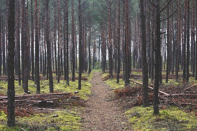 Muat turun percuma Forest Wood Pine - foto atau gambar percuma untuk diedit dengan editor imej dalam talian GIMP