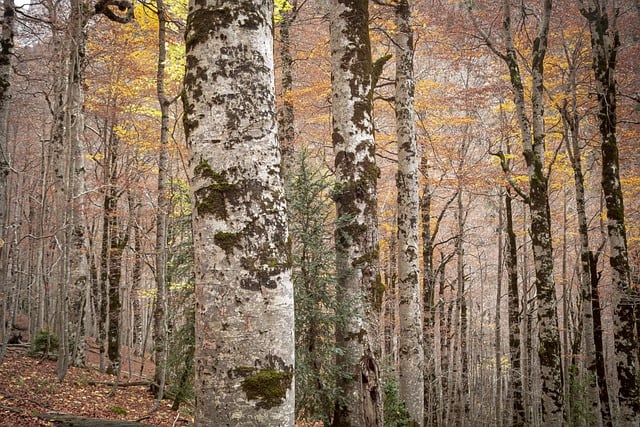 Free download forest woods trees autumn free picture to be edited with GIMP free online image editor