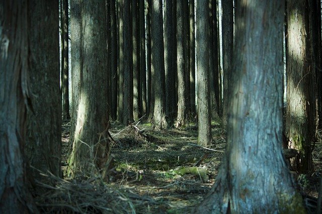 Téléchargement gratuit de Forest Wood Sunbeams - photo ou image gratuite à modifier avec l'éditeur d'images en ligne GIMP