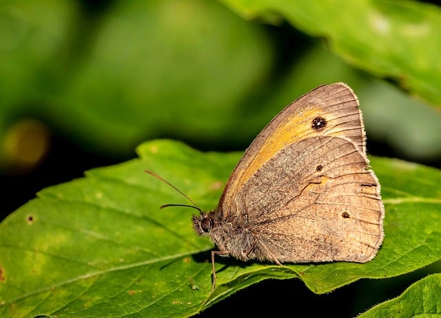 Free download forest wren ox eye butterfly free picture to be edited with GIMP free online image editor