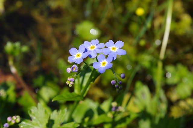 Free download forget me not blue blossom n a free picture to be edited with GIMP free online image editor