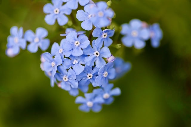 Free download forget me not blue flowers free picture to be edited with GIMP free online image editor