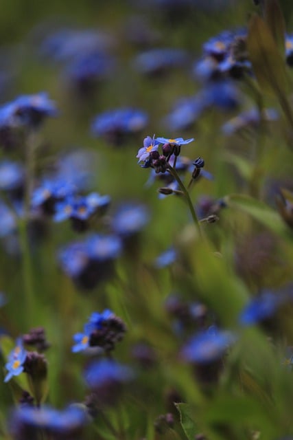 Free download forget me not blue flowers spring free picture to be edited with GIMP free online image editor