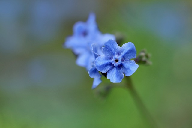 Free download forget me not chinese dog tongue free picture to be edited with GIMP free online image editor
