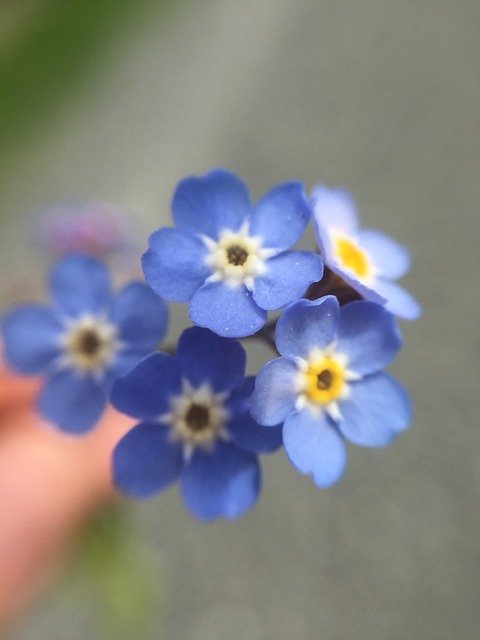Free download Forget-Me-Not Flower Blue -  free photo or picture to be edited with GIMP online image editor