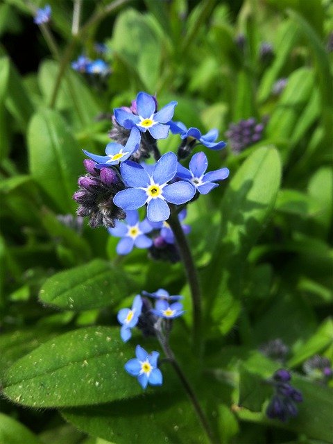 Free download Forget Me Not Flower Nature -  free photo or picture to be edited with GIMP online image editor