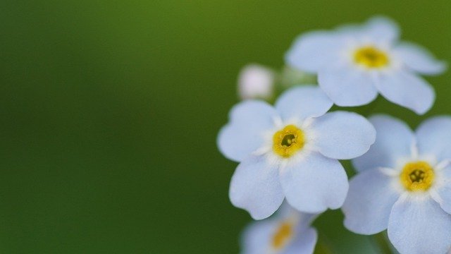 Free download forget me not flower plant free picture to be edited with GIMP free online image editor