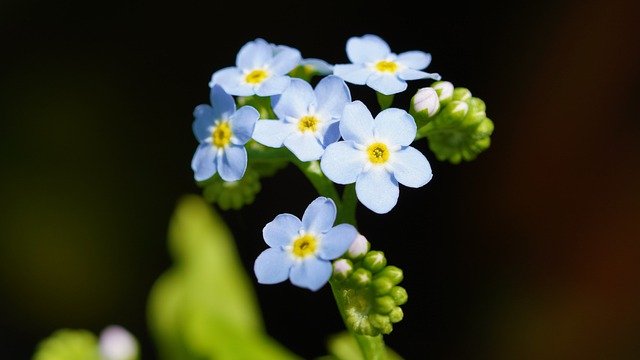 Free download forget me not flower plant bud free picture to be edited with GIMP free online image editor