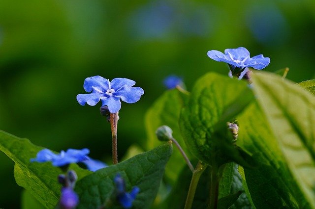 Free download forget me not flowers blue flowers free picture to be edited with GIMP free online image editor