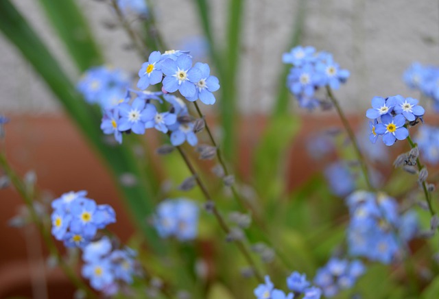 Free download forget me not flowers floral bloom free picture to be edited with GIMP free online image editor