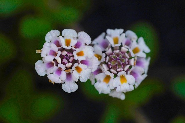 Free download forget me not flowers garden petals free picture to be edited with GIMP free online image editor