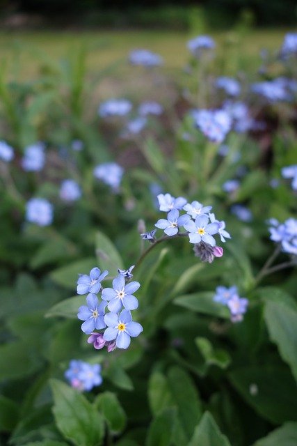 Libreng download forget me not flowers plant petals libreng picture to be edited with GIMP free online image editor