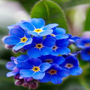 Forget me not flower wallpaper  screen for extension Chrome web store in OffiDocs Chromium