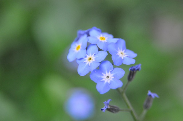 Free download forget me not myosotis wildflower free picture to be edited with GIMP free online image editor