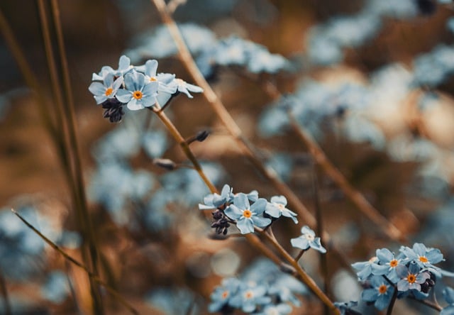 免费下载勿忘我植物花朵绽放免费图片可使用 GIMP 免费在线图像编辑器进行编辑