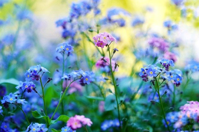 Free download forget me not pointed flower free picture to be edited with GIMP free online image editor