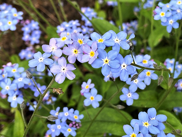 Free download forget me nots blue flowers free picture to be edited with GIMP free online image editor